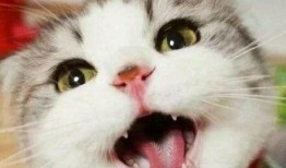 娱乐吃瓜君猫咪老师