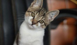 娱乐吃瓜君小猫咪,揭秘娱乐圈那些不为人知的幕后故事